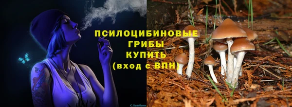 прущие грибы Аркадак